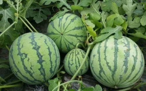 海角社区黑料吃瓜,黑料吃瓜背后的真相与争议