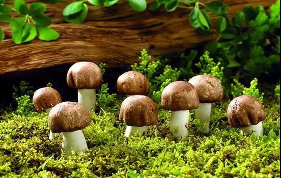 17c吃瓜蘑菇视频黑料,真相与争议